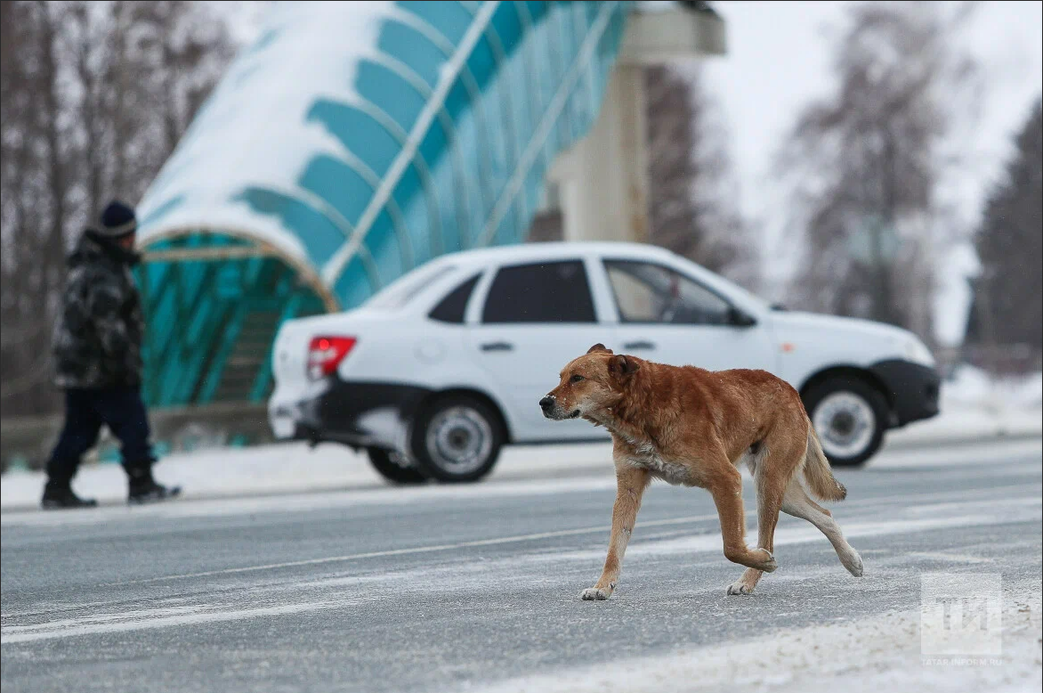 Магдеев поручил главам районов Челнов усилить контроль за «собачьей жизнью»