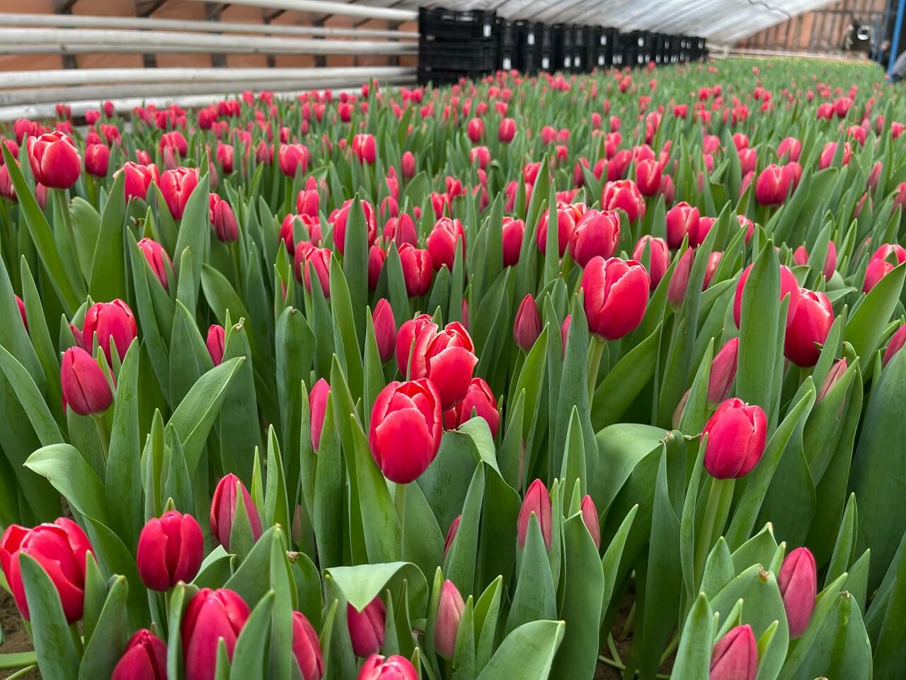 Порядка 120 тысяч тюльпанов вырастили в теплицах Набережных Челнов