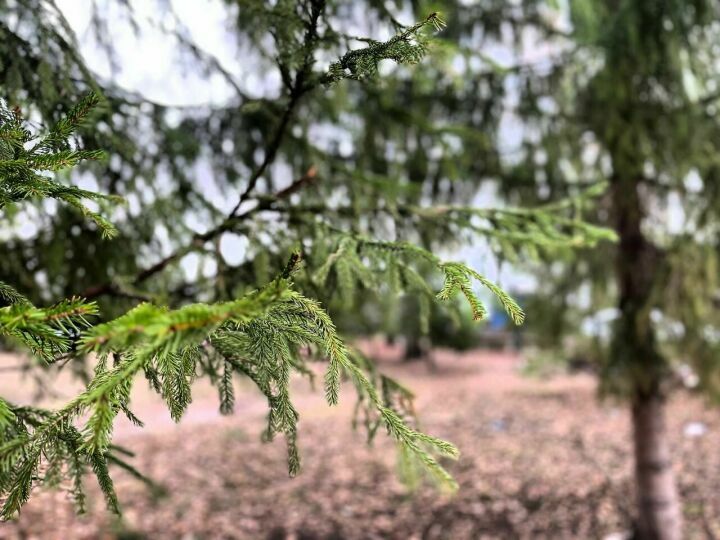 В начале недели в Татарстане прогнозируется дождь и до +19° С