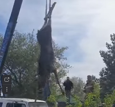 В Ютазинском районе Татарстана спасатели помогли лосю, застрявшему между гаражами