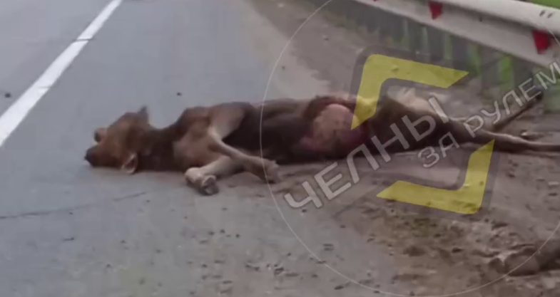 На трассе в Татарстане водитель легковушки сбил лося