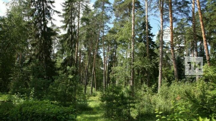 В&nbsp;Татарстане до&nbsp;10&nbsp;августа объявлено штормовое предупреждение из-за пожароопасности лесов