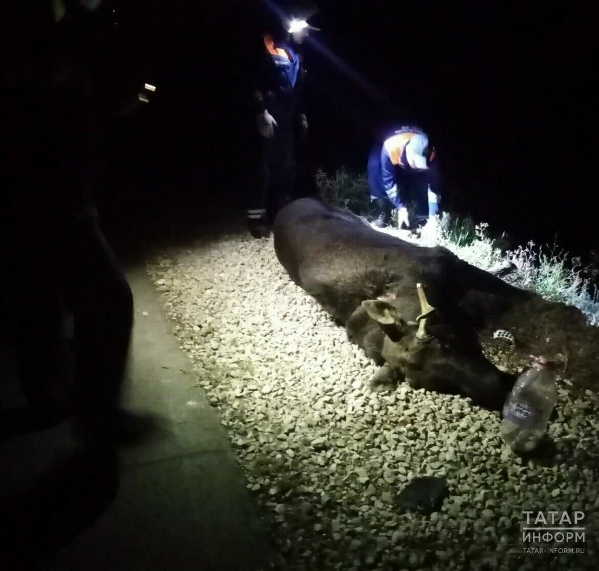 В Татарстане внедорожник сбил лося, пострадала пассажирка
