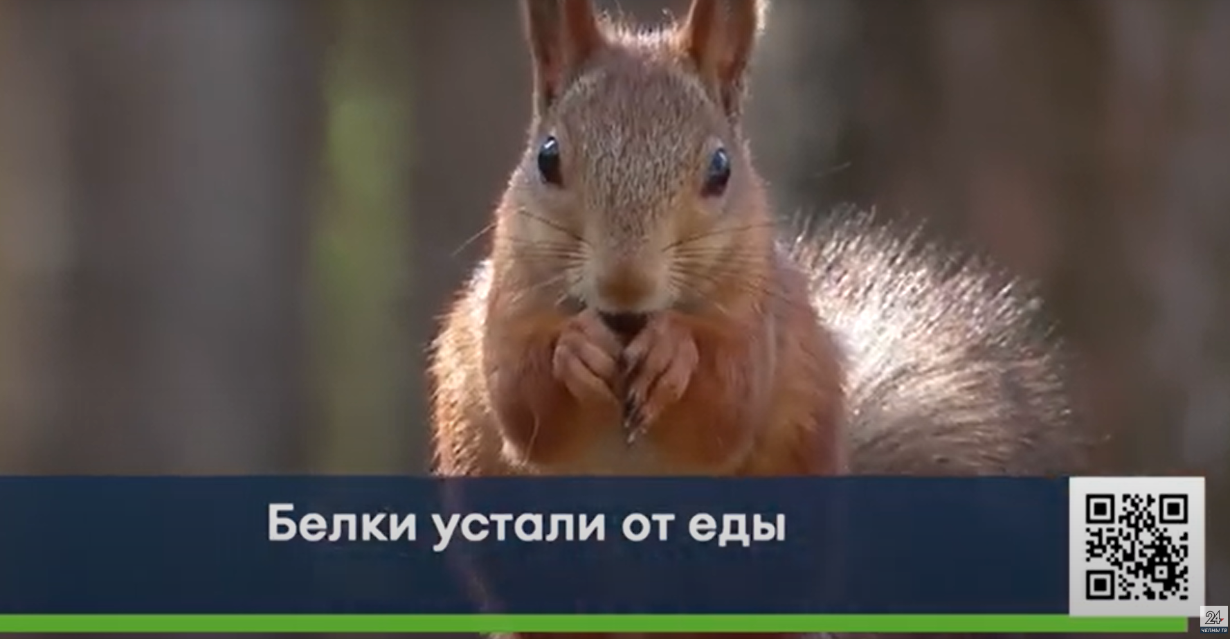 В&nbsp;Челнах парк завален едой и&nbsp;орехами из-за уставших от&nbsp;людей белок