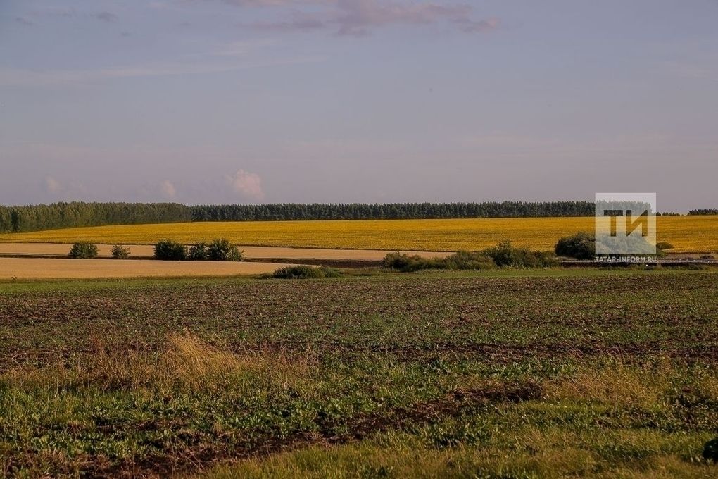 В Татарстане введено в оборот более 2 200 гектаров сельхозземель