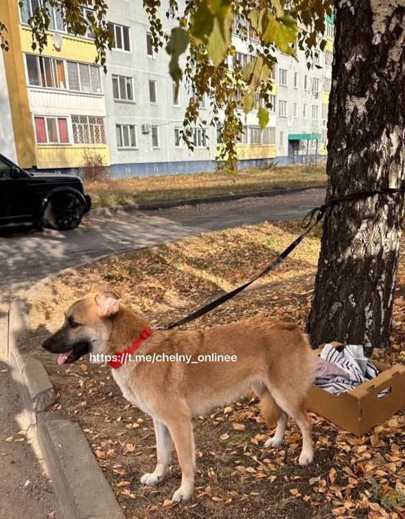 Челнинец привязал собаку к дереву и заклеил морду скотчем