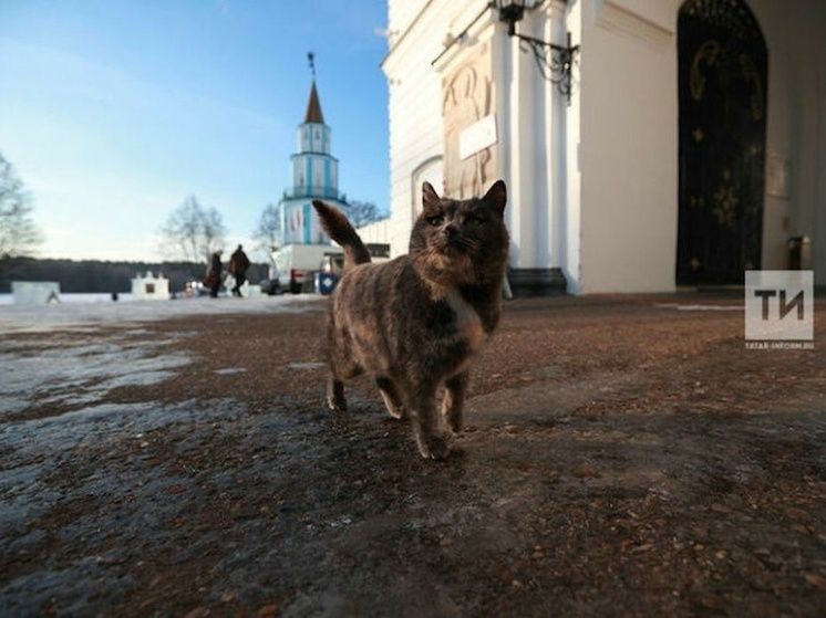 Кот Пеппер стал причиной открытия нового вируса: ученые обнаружили его в мертвой мыши