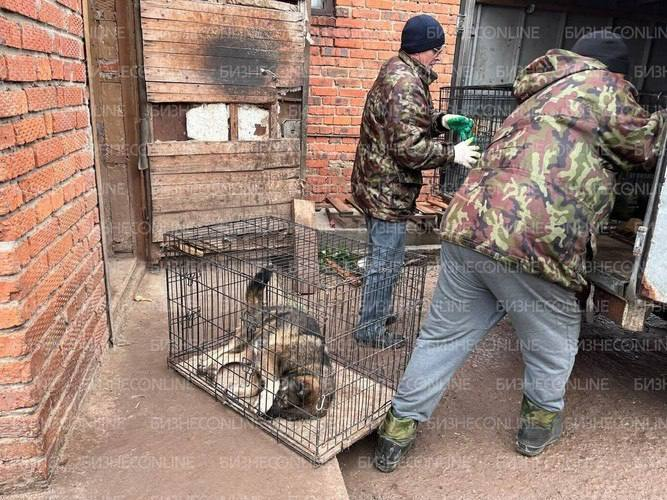 Суд продлил арест хозяину собак, загрызших женщину в Татарстане