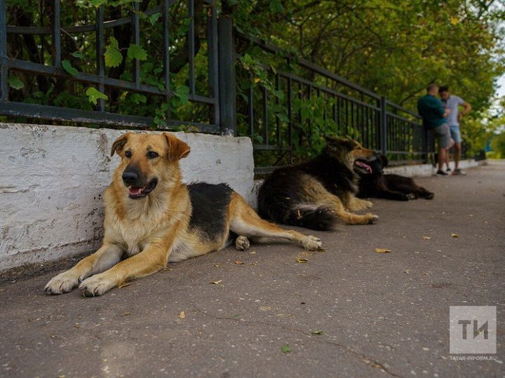 Хозяин промбазы в Самосырово, чьи собаки, предварительно, убили женщину, не добился отмены домашнего ареста