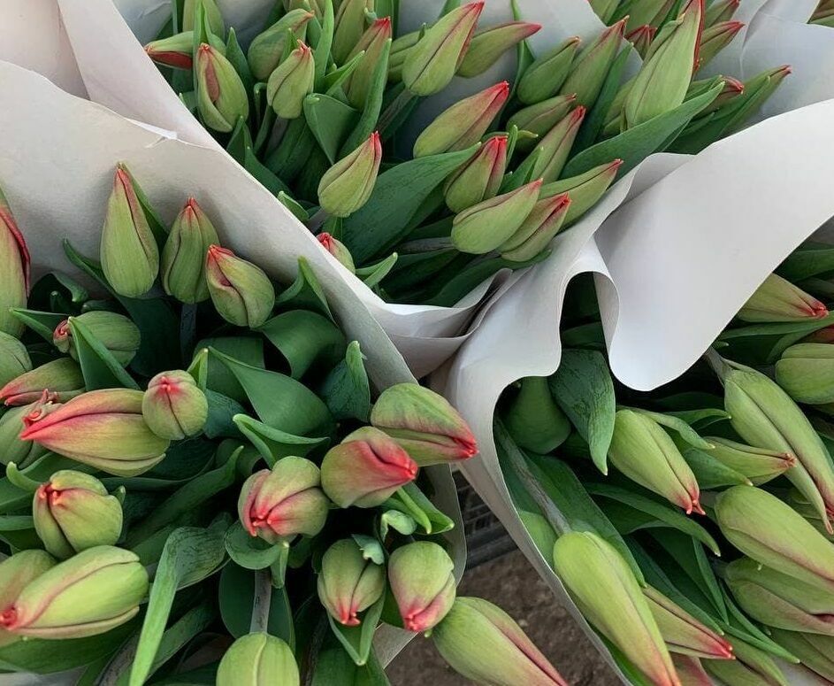 К 8 Марта в Челнах высадили 100 тысяч луковиц нового сорта тюльпанов