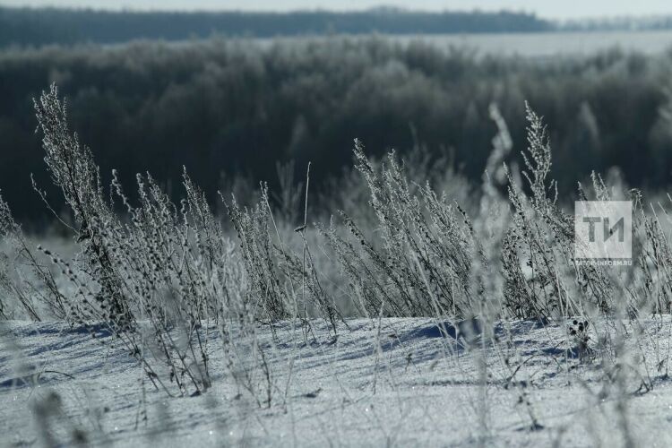 В Россельхозцентре Татарстана объяснили чем опасен высокий снег