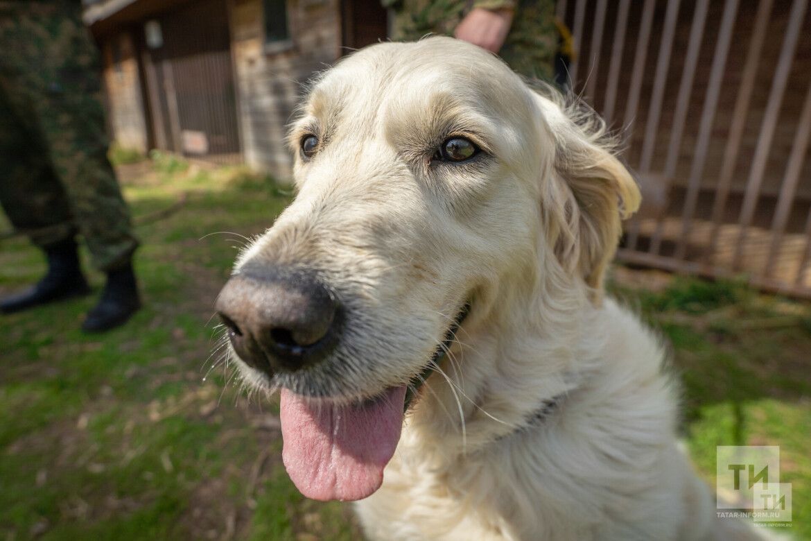 В Татарстане пройдет фестиваль WOOF в поддержку животных из приюта