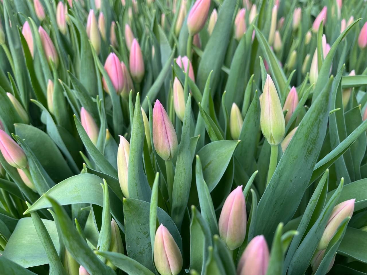 В Челнах к Международному женскому дню вырастили около 100 тысяч тюльпанов