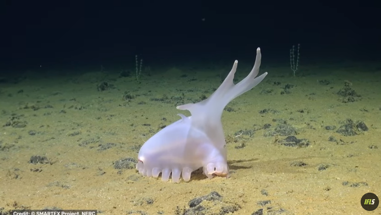 На дне Тихого океана ученые нашли инопланетное существо. У неизвестного животного ножки-сосиски