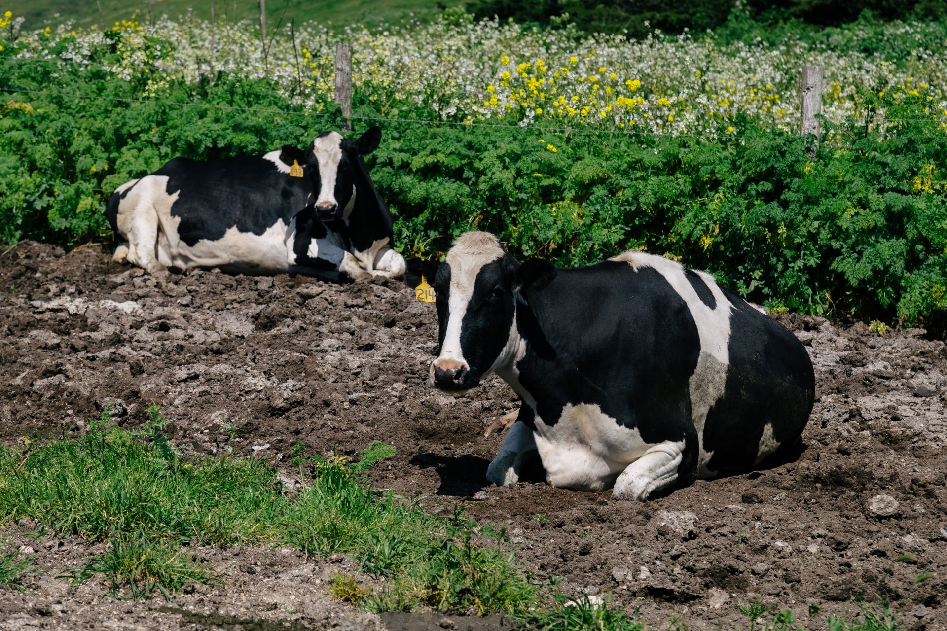 В Татарстане сократился процент производства мяса и молока