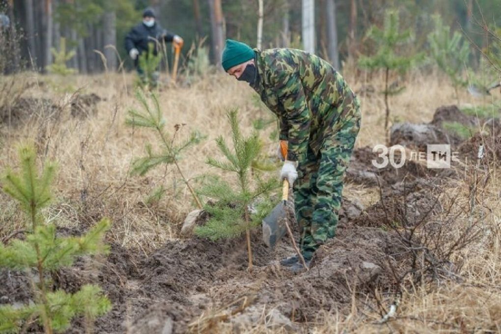 «Сад памяти»: В Татарстане 4 мая высадят 1 млн саженцев