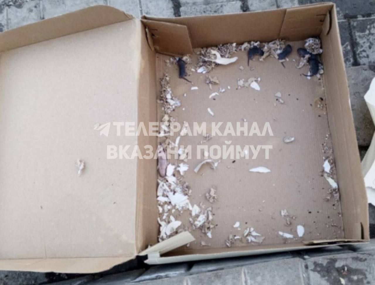 «Купила обувь, в подарок еще и мясо»: в Татарстане покупательница получила мышей в коробке с обувью