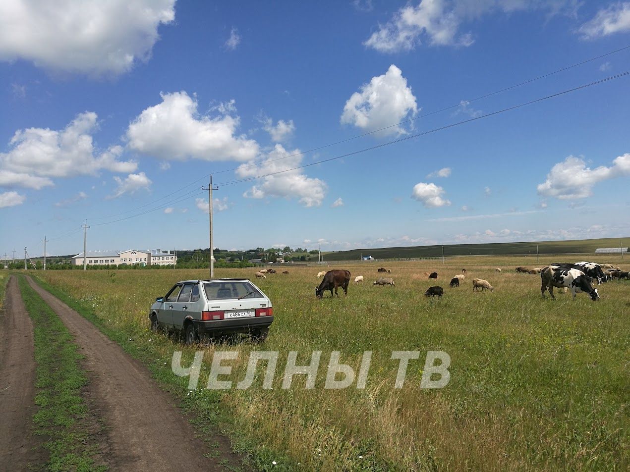 В Татарстане снизилось число крупного рогатого скота