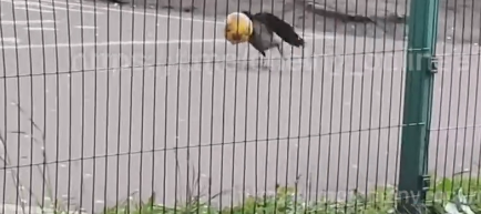 В Челнах жители заметили ворону, играющую с мячом