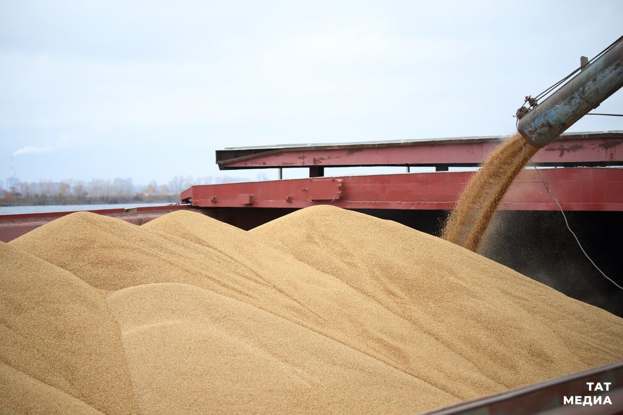 Экспортный успех: Татарстан отправил на экспорт более 50 тысяч тонн зерна с начала года