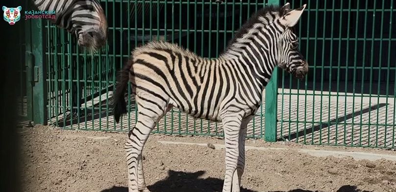 В Казанском зоопарке родился первый жеребёнок зебры