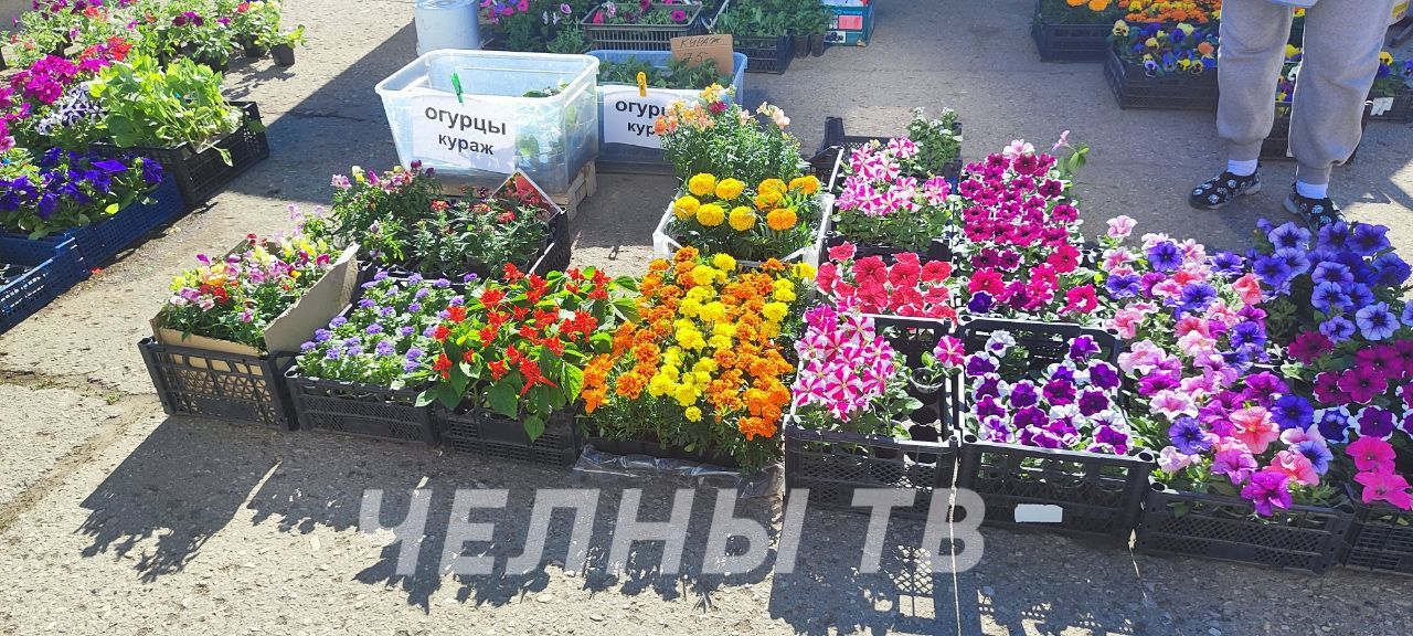 Челнинские садоводы: «Многие растения погибли и пришлось выращивать снова»