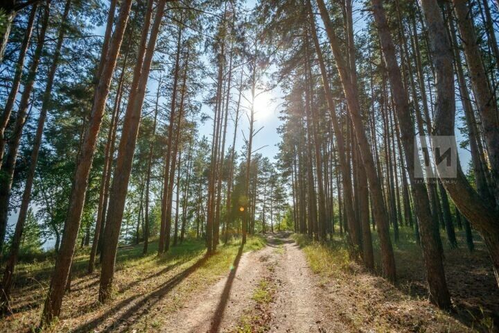 В РТ лесовосстановление выполнено на 100% от плана 2024 года