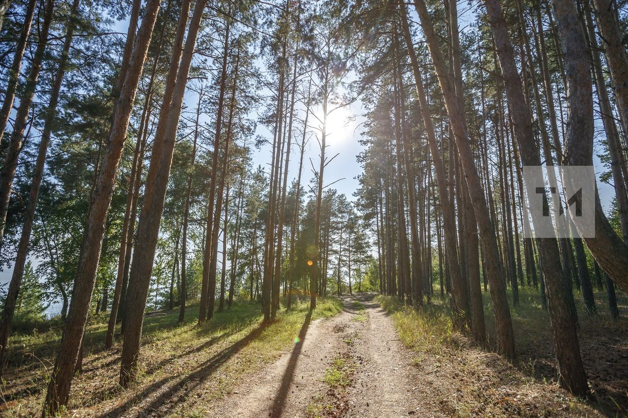 Минлесхоз намерен продлить ограничение на посещение лесов в 7 районах РТ