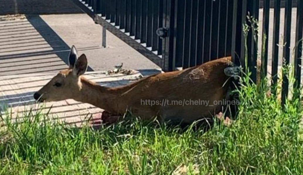 Косулю освободили из забора ЖК «Клевер» в Челнах