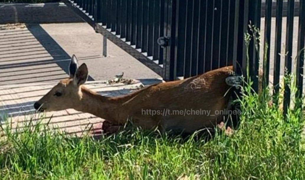 Косулю освободили из забора ЖК «Клевер» в Челнах