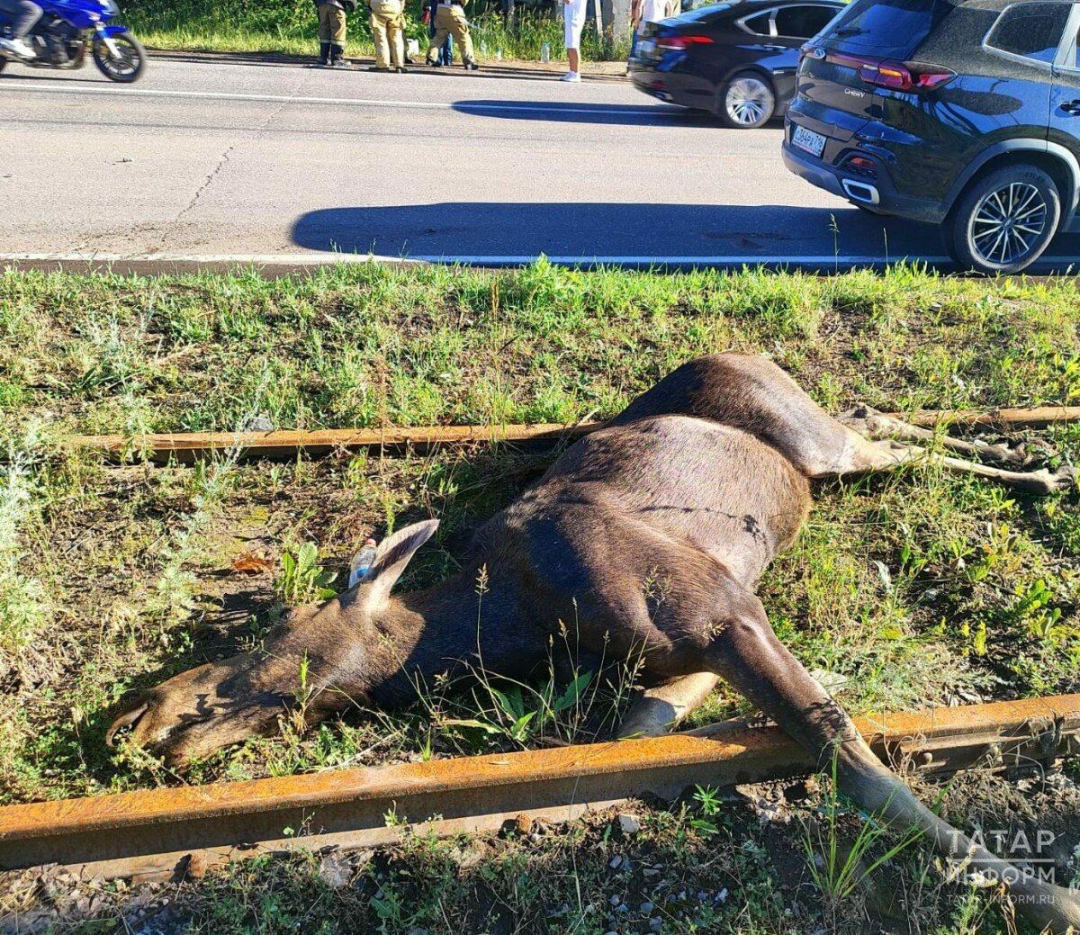 На дороге в РТ легковушка сбила выбежавшего лося