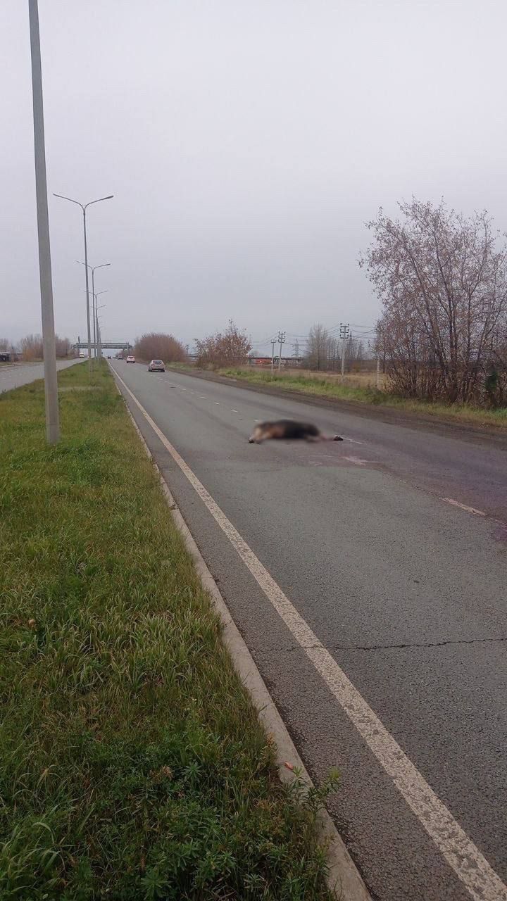 В Челнах легковушка насмерть сбила лося в промзоне