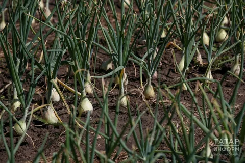 Аномально теплая осень в Татарстане разбудила озимый лук