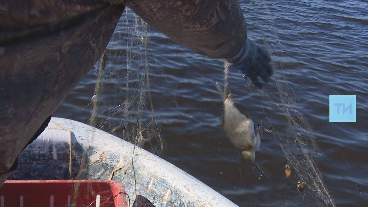 В Татарстане изъяли 85 тонн незаконной рыбы и две тысячи раков