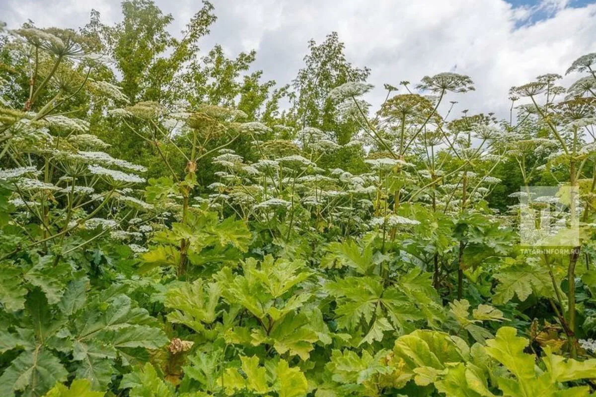 За борщевик на участке россиян введут штрафы до 700 тысяч рублей