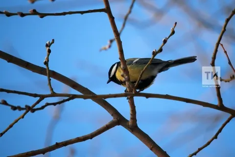 В Казани побит температурный рекорд 1923 года: +8,9 градуса