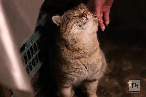 В Татарстане предложили ограничить количество собак и кошек в квартире