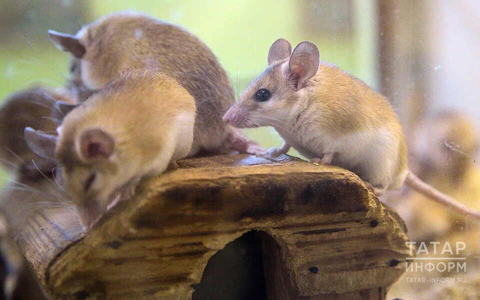 Жители Татарстана массово жалуются на нашествие крыс осенью