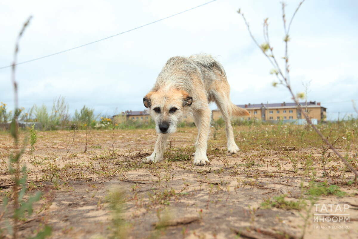 Состояние девочки, пострадавшей от нападения собак в Васильево, крайне тяжёлое