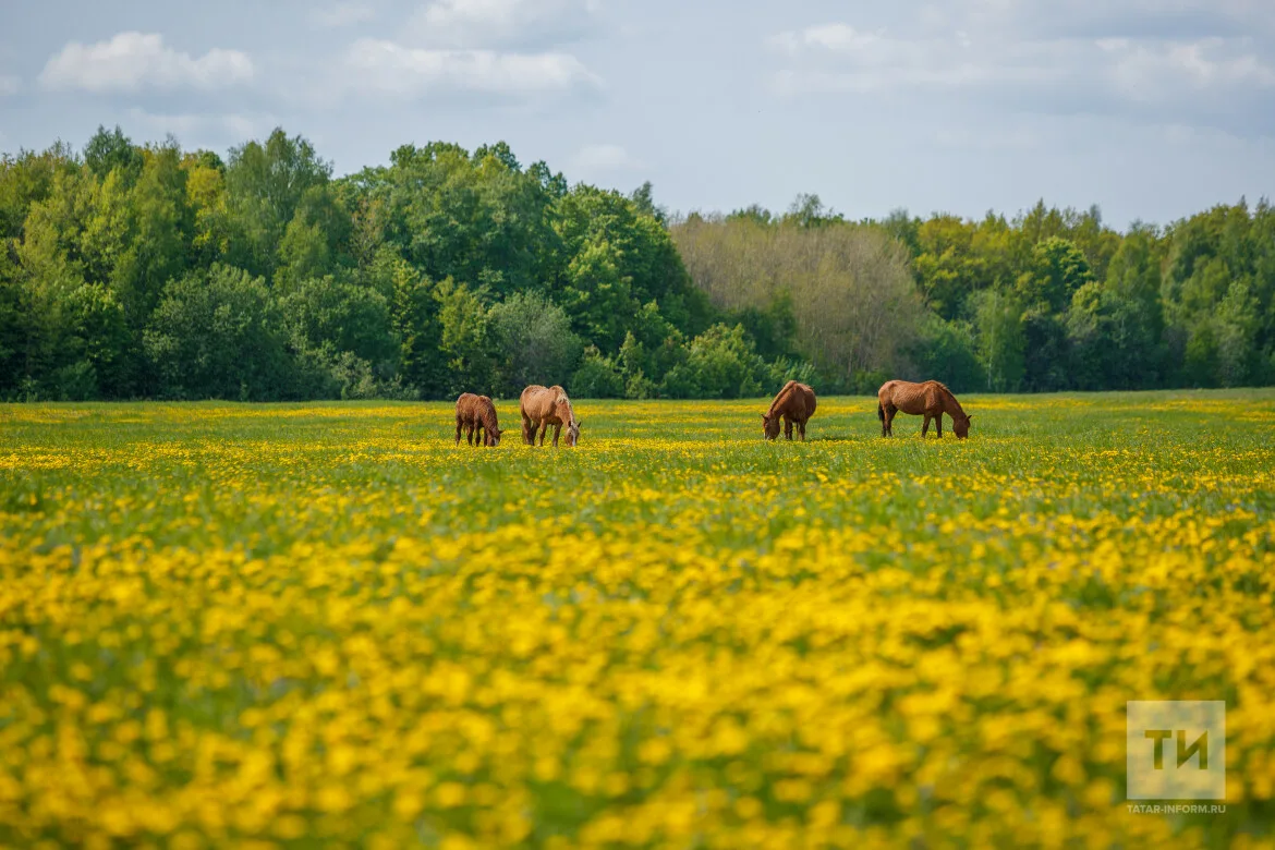 Татарстан вошёл в число лидеров экологического рейтинга России