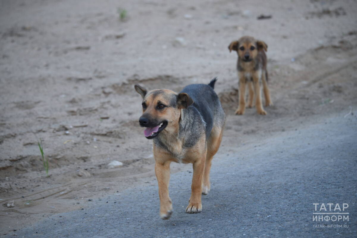 В Казани будут судить мужчину, чья собака напала на ребенка