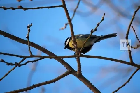 Аномально тёплая погода задержится в Татарстане до середины декабря