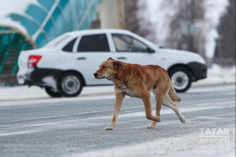 В Татарстане разрешили эвтаназию бездомных животных в экстренных случаях