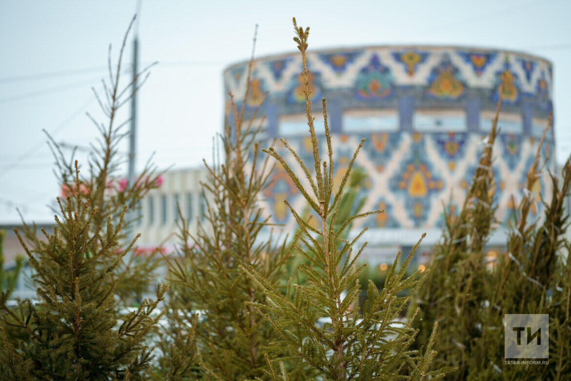 Штрафы до 300 тысяч рублей за незаконную рубку новогодних ёлок