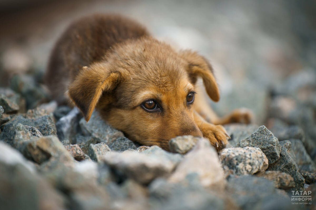 Правительство поддержало законопроект о наказании за плохое содержание животных