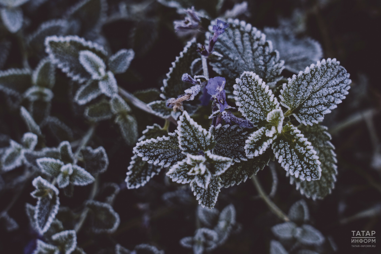 Минсельхоз Татарстана заявил, что заморозки не опасны для озимых