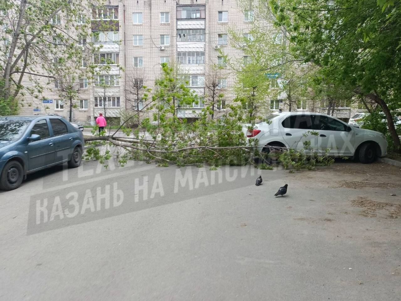 В Казани из-за сильного ветра дерево упало на автомобиль
