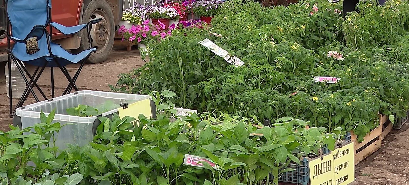 Резкое похолодание ударило по продажам рассады на стихийных рынках