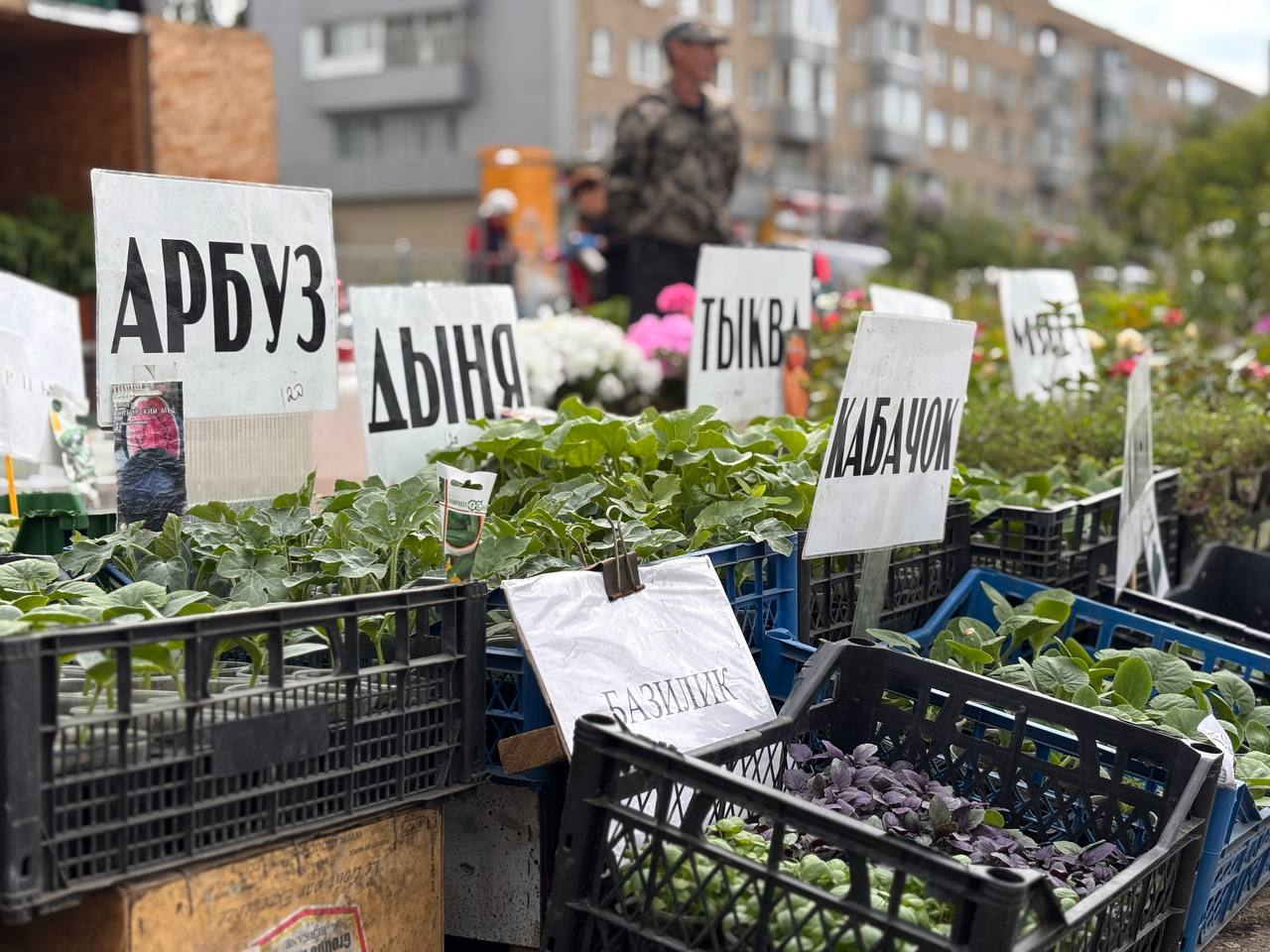 Резкое похолодание ударило по продажам рассады на стихийных рынках