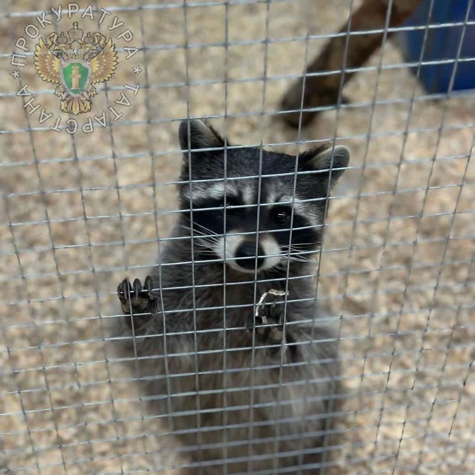 Владельца зоопарка в Нижнекамске наказали за плохие условия для животных